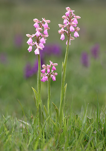 Anacamptis morio